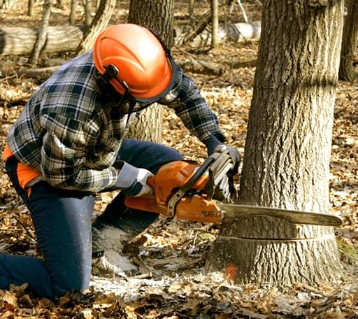 Tree Removal in Franklinville, NJ